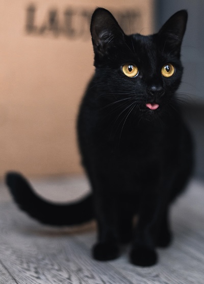 Black cat with golden eyes and a pink tongue, seated indoors